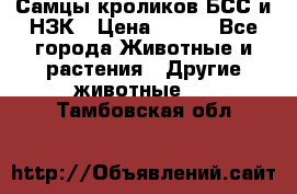 Самцы кроликов БСС и НЗК › Цена ­ 400 - Все города Животные и растения » Другие животные   . Тамбовская обл.